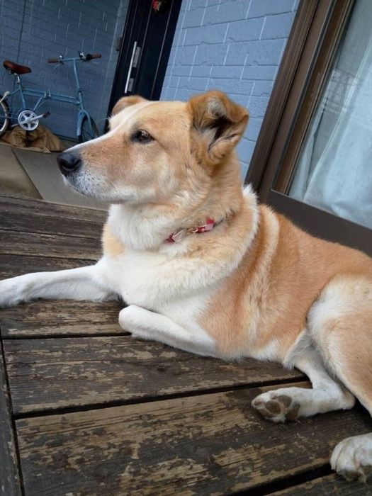 ゆっくりくつろいでいる犬