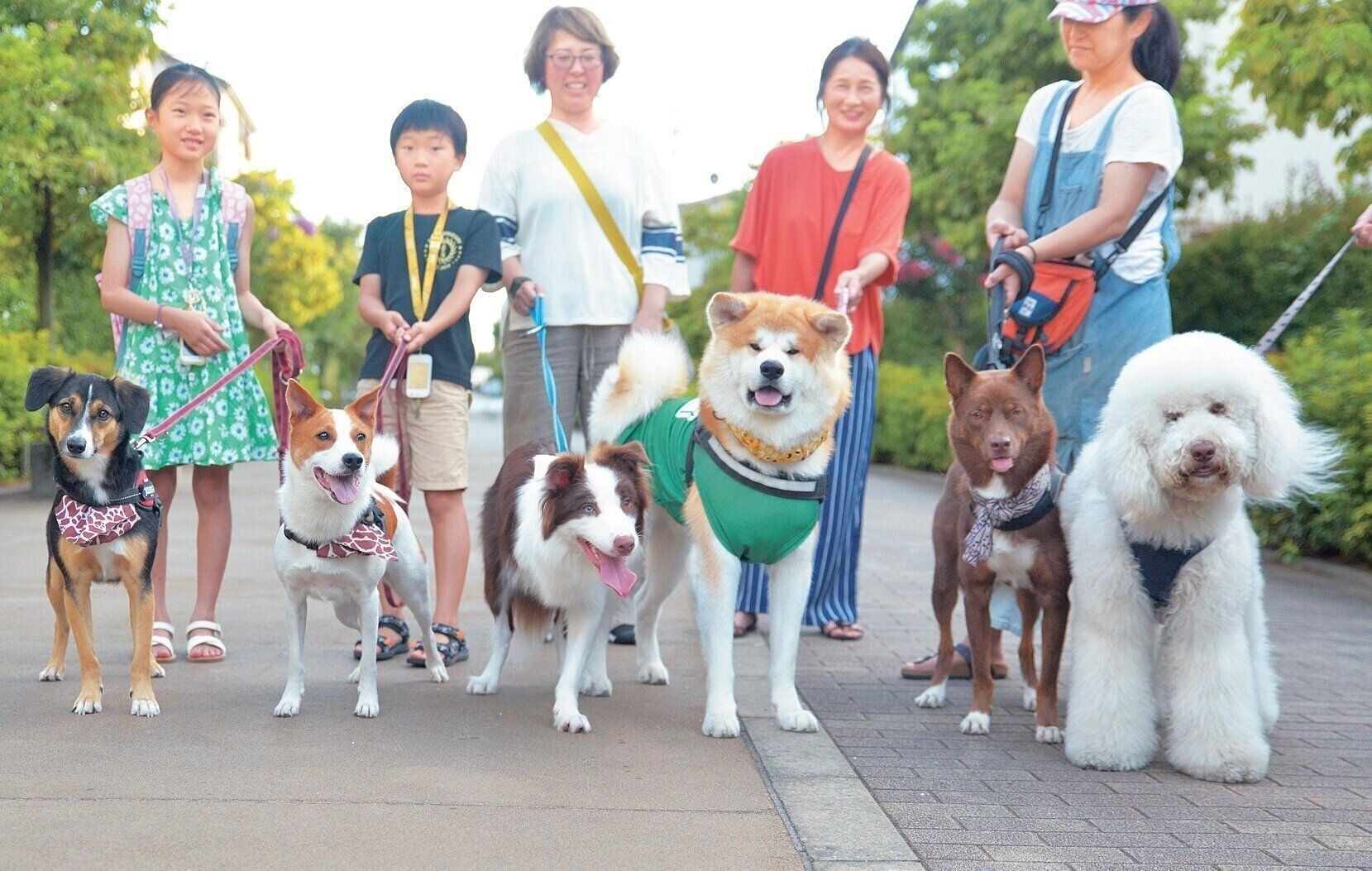 使役犬として活躍することに喜びを感じるボーダー・コリーだけに、最初は歩くだけの散歩は苦手だったそう。散歩仲間たちの協力で、今では散歩が楽しめるように