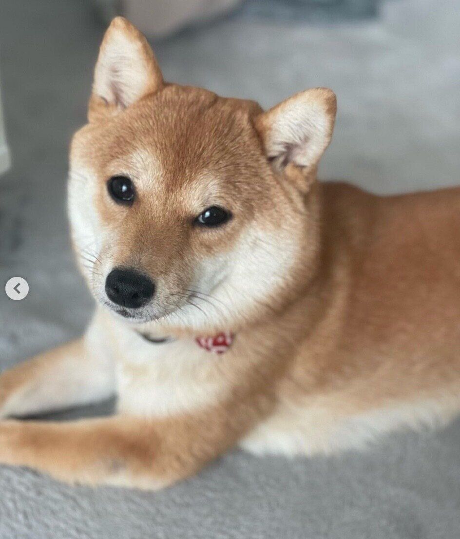 見つめることりちゃん