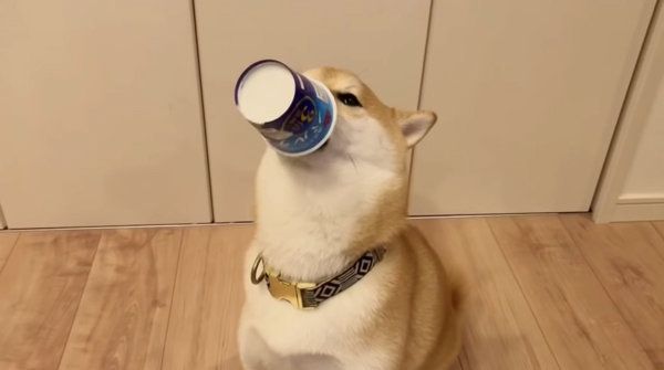 ヨーグルトを食べる柴犬