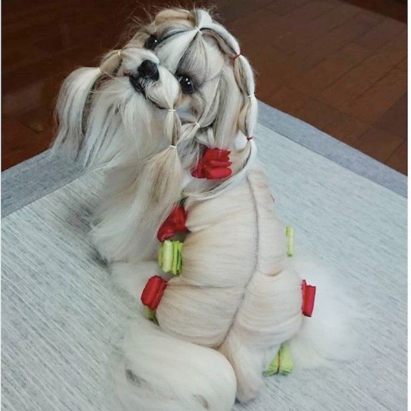 ロングヘアがかわいい 真似したくなるシー ズーのヘアスタイル いぬのきもちweb Magazine