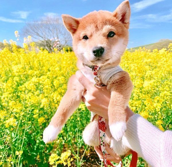 抱っこされる豆柴