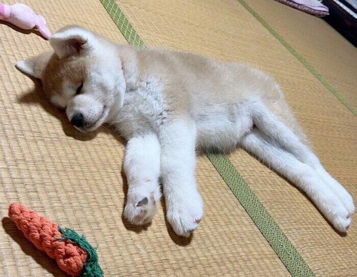 スヤスヤ眠るりんちゃん