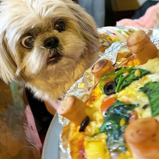 シーズー犬マンガてんぽshihtzu