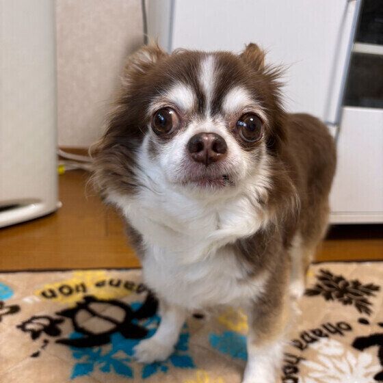 様子を伺ってる？ チワワ いぬのきもち