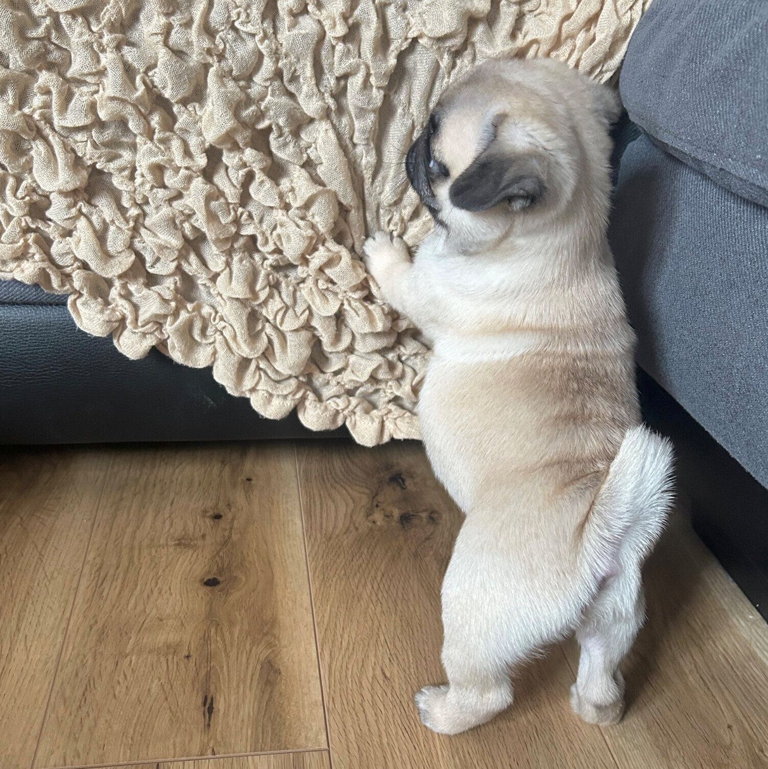 生後2カ月のころに撮影したもろみちゃん