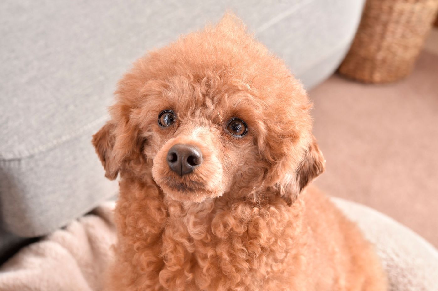 Pr 家族にも犬にもやさしい無香料 無添加で洗浄力も ヤシノミ洗たく洗剤 柔軟剤 豪華3点セットを100名様にプレゼント いぬのきもちweb Magazine Pr 家族にも犬にもやさしい無香料 無添加で洗浄力も ヤシノミ洗たく洗剤 柔軟剤 豪華3点セットを100名様にプレゼント いぬのきもちweb Magazine