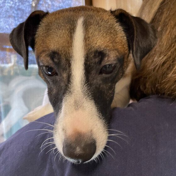 甘え全開ジャックラッセルの冬悟くん