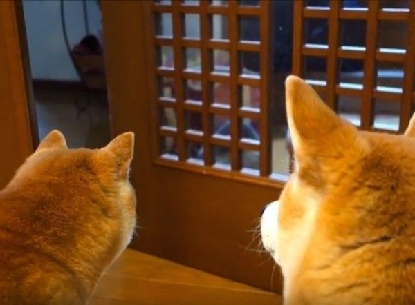 ワンコとニャンコ