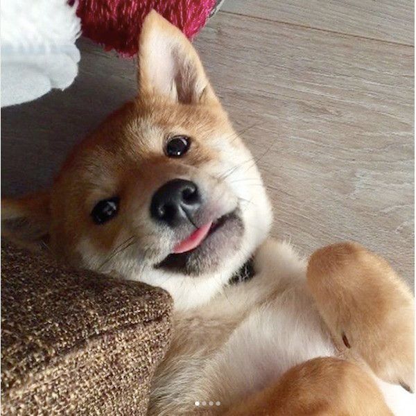 うわめしワンな顔をする柴犬