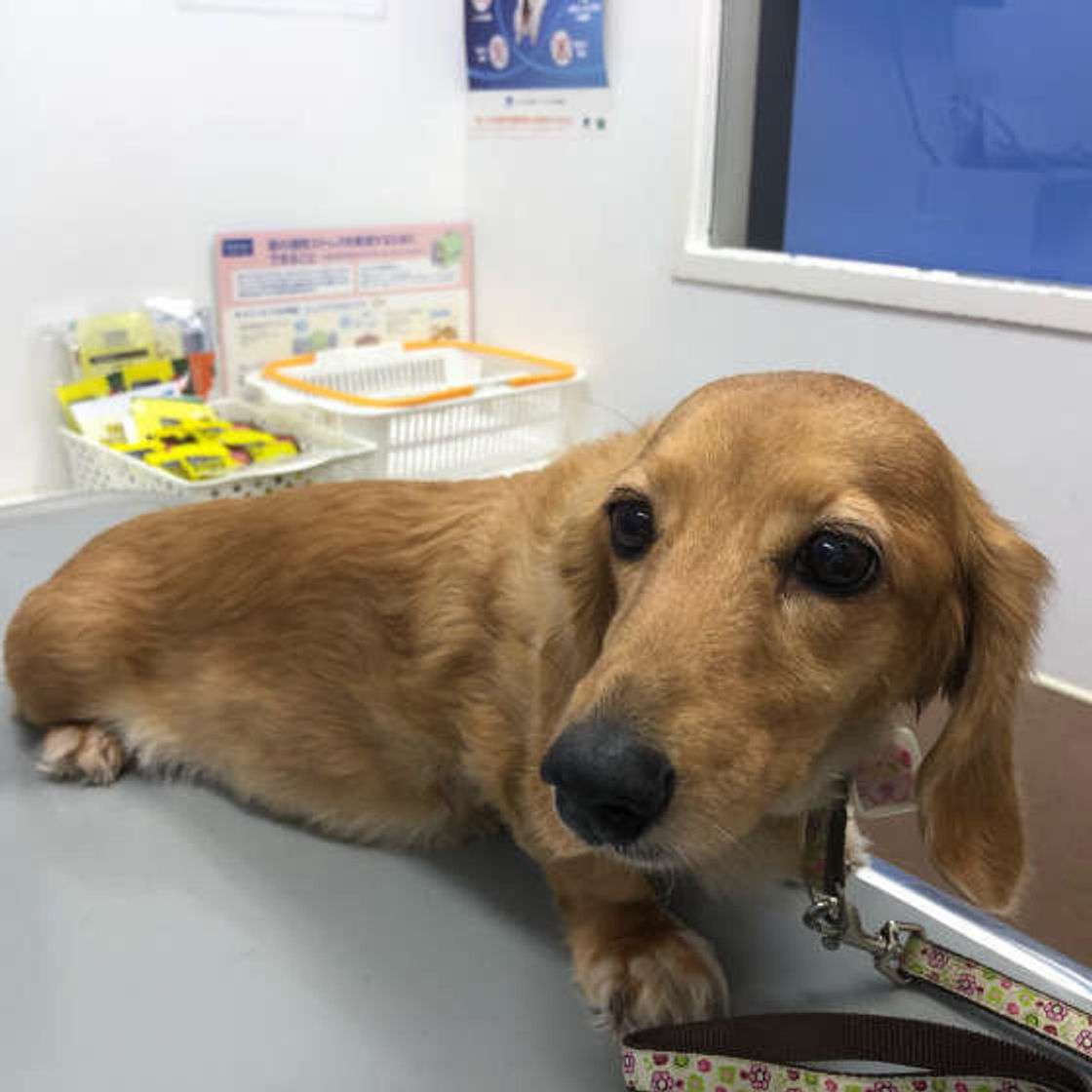 発症すると必ず死に至る病 狂犬病 について今一度知っておこう いぬのきもちweb Magazine 発症すると必ず死に至る病 狂犬病 について今一度知っておこう いぬのきもちweb Magazine