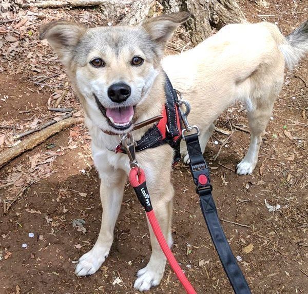 元保護犬・MIXのめるちゃん