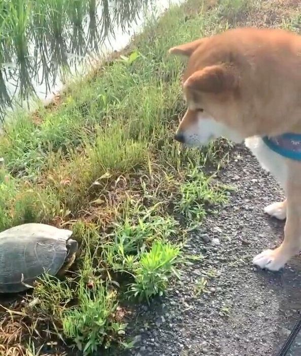 亀と交信中の銀次くん