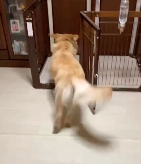 ケージに向かう小春ちゃん