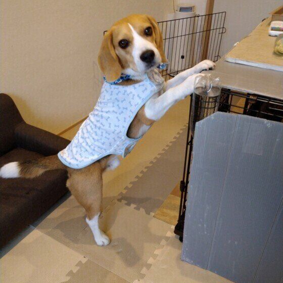 ビーグルのビクトリーくん