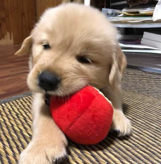 ボールをかみかみ中、ゴールデン・レトリーバーのMax