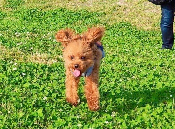 獣医師監修 犬に牛乳はng その理由とあげてもokな種類とは いぬのきもちweb Magazine