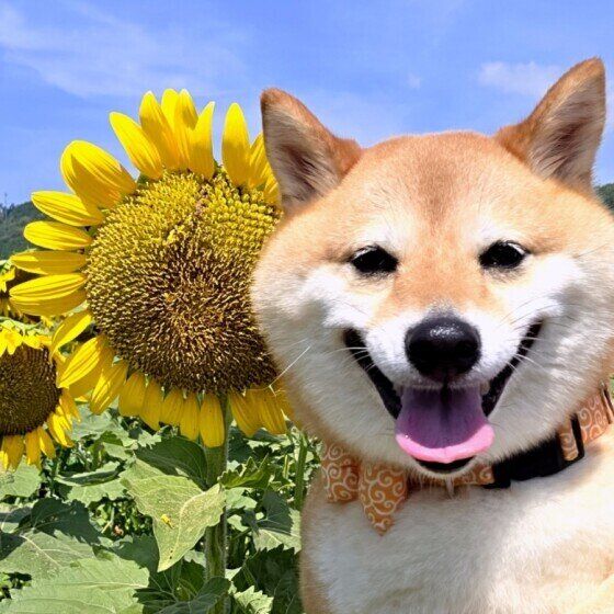 ひまわりと笑顔の柴犬
