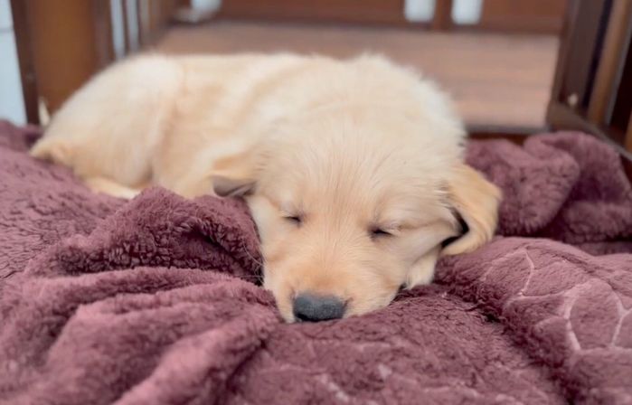眠ってしまったミシェルちゃん