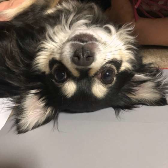 見つめるチワワ