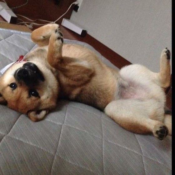 寝っ転がってる柴犬