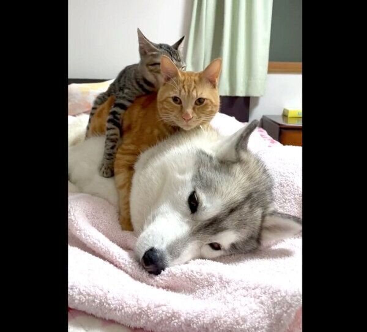 もふもふ鏡餅 ブレーメンの音楽隊 2匹の子猫たちがハスキーの上に乗る光景が破壊力抜群の可愛さ いぬのきもちweb Magazine もふもふ鏡餅 ブレーメンの音楽隊 2匹の子猫たちがハスキーの上に乗る光景が破壊力抜群の可愛さ いぬのきもちweb Magazine