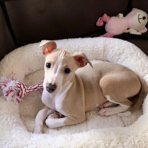 梅雨は愛犬とどう過ごす？ 梅雨時の犬の散歩や体調管理の仕方 いぬのきもち