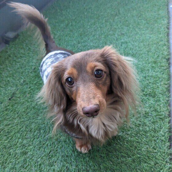 カメラ目線のカニーンヘン・ダックスフンド