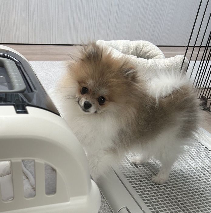 生後4カ月ごろのはるこちゃん。