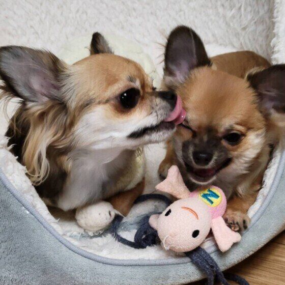 犬にとって 食物繊維 はどれくらい必要なの 正しい与え方を知っておこう いぬのきもちweb Magazine