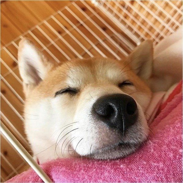 柴犬きなこちゃん