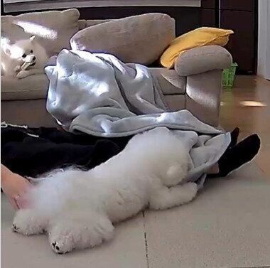 毛布を運んで飼い主さんに寄り添うエマちゃん（右下）、ソファの上でくつろぐハルくん（左上）