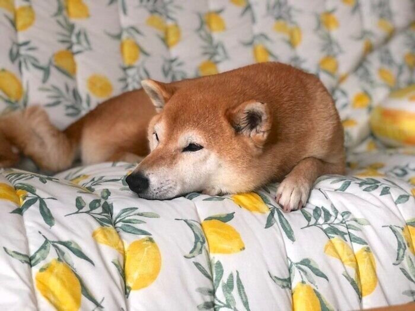 柴犬マロたん 愛された記憶はいつまでも 大好きなじぃじとのお別れで思うこと いぬのきもちweb Magazine 柴犬マロたん 愛された記憶はいつまでも 大好きなじぃじとのお別れで思うこと いぬのきもちweb Magazine