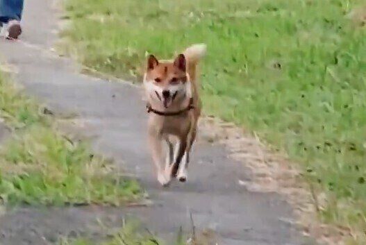 満面の笑みを浮かべながら、飼い主さんに駆け寄る豆柴のようこちゃん
