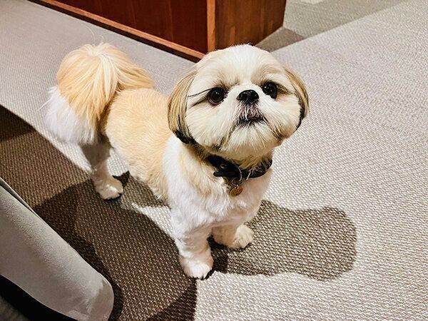 見つめるあいすちゃん