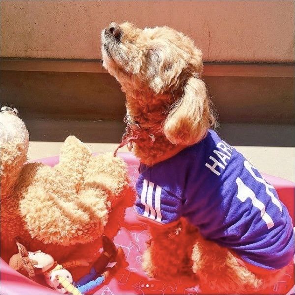 トイ・プードル