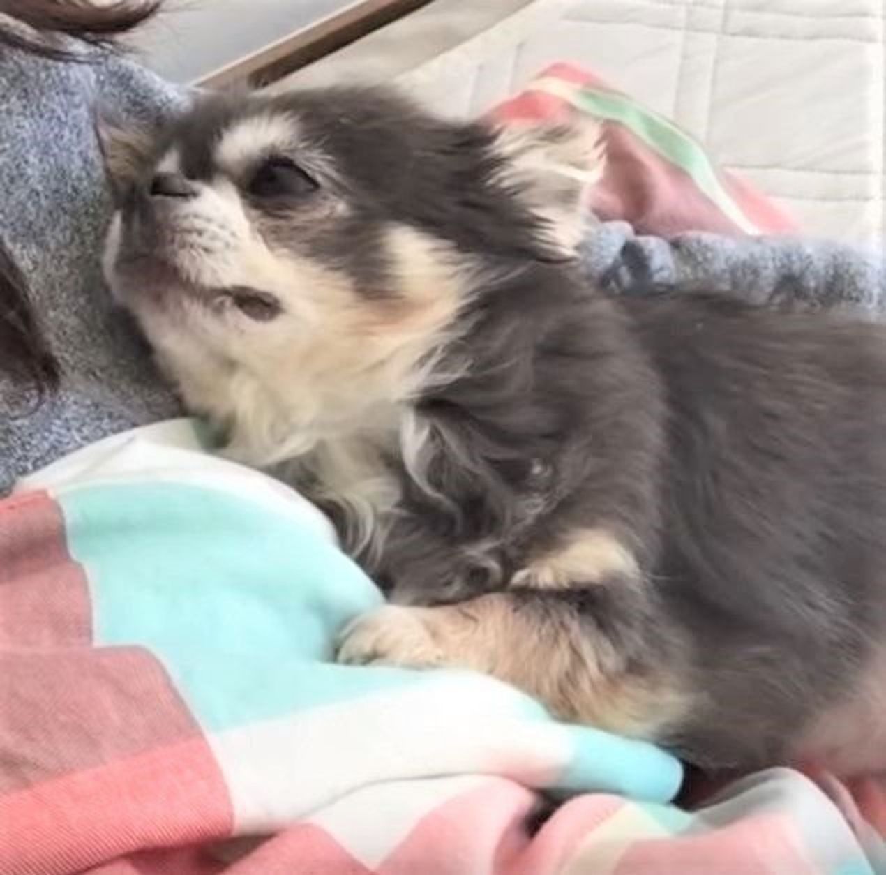 甘え方を心得たチワワ 飼い主さんにどうしてもして欲しかったこととは いぬのきもちweb Magazine 甘え方を心得たチワワ 飼い主さんにどうしてもして欲しかったこととは いぬのきもちweb Magazine