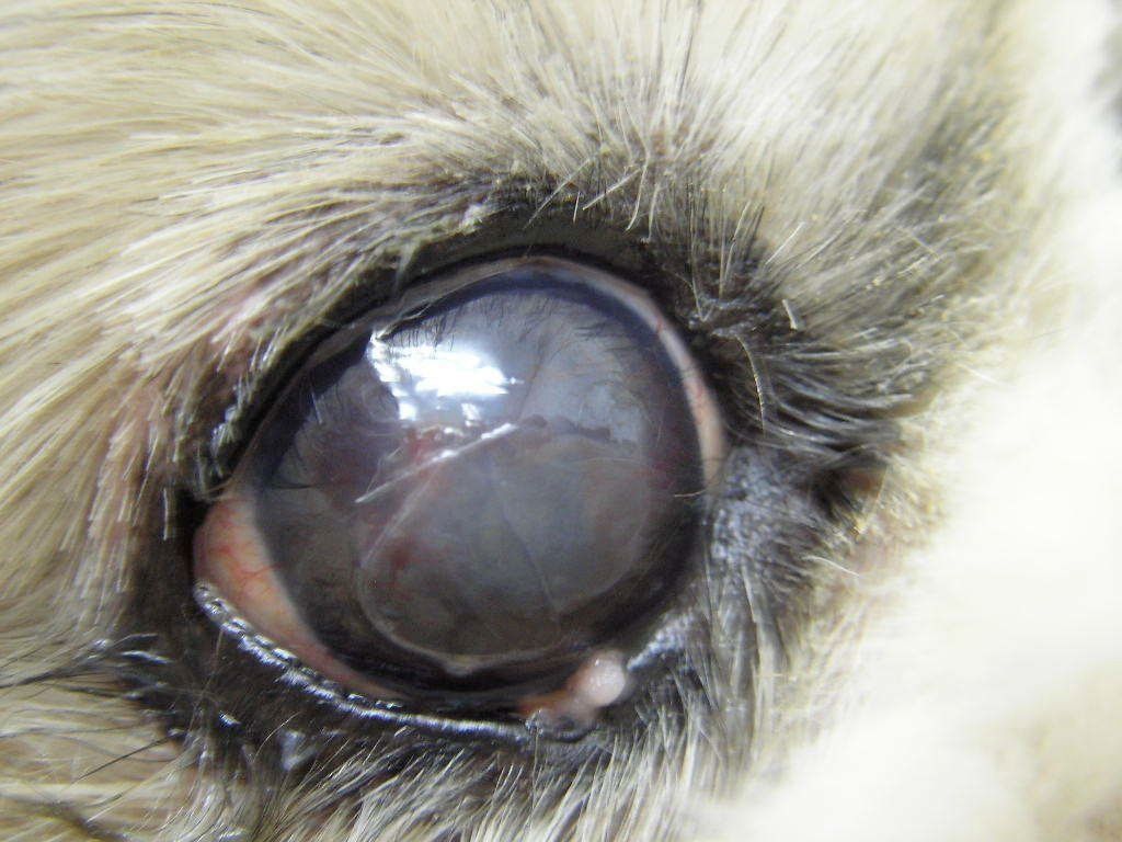 症例写真提供／ノヤ動物病院