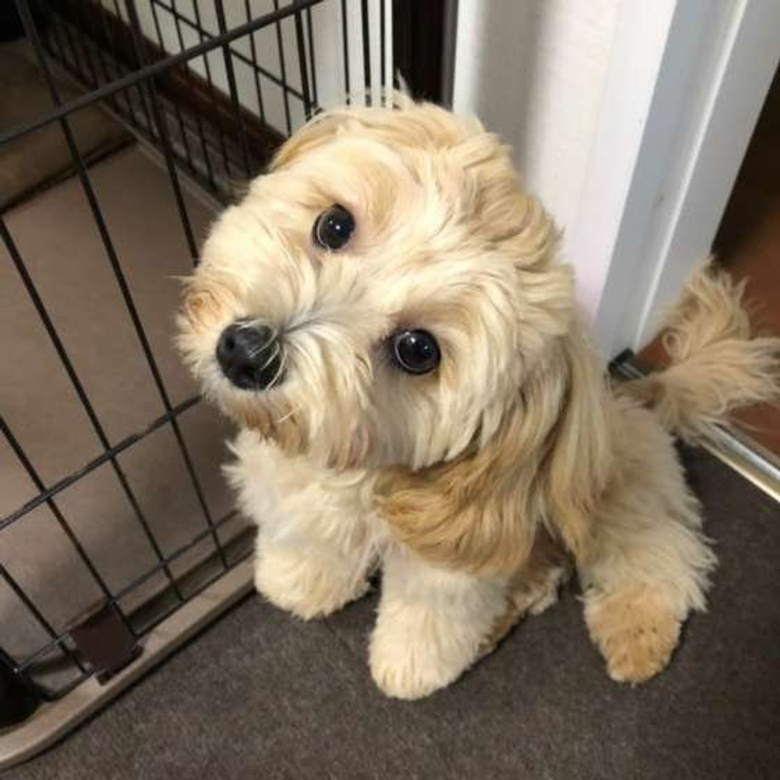 動画解説も 犬の耳掃除 コツと適切な頻度 便利なグッズも いぬのきもちweb Magazine 動画解説も 犬の耳掃除 コツと適切な頻度 便利なグッズも いぬのきもちweb Magazine