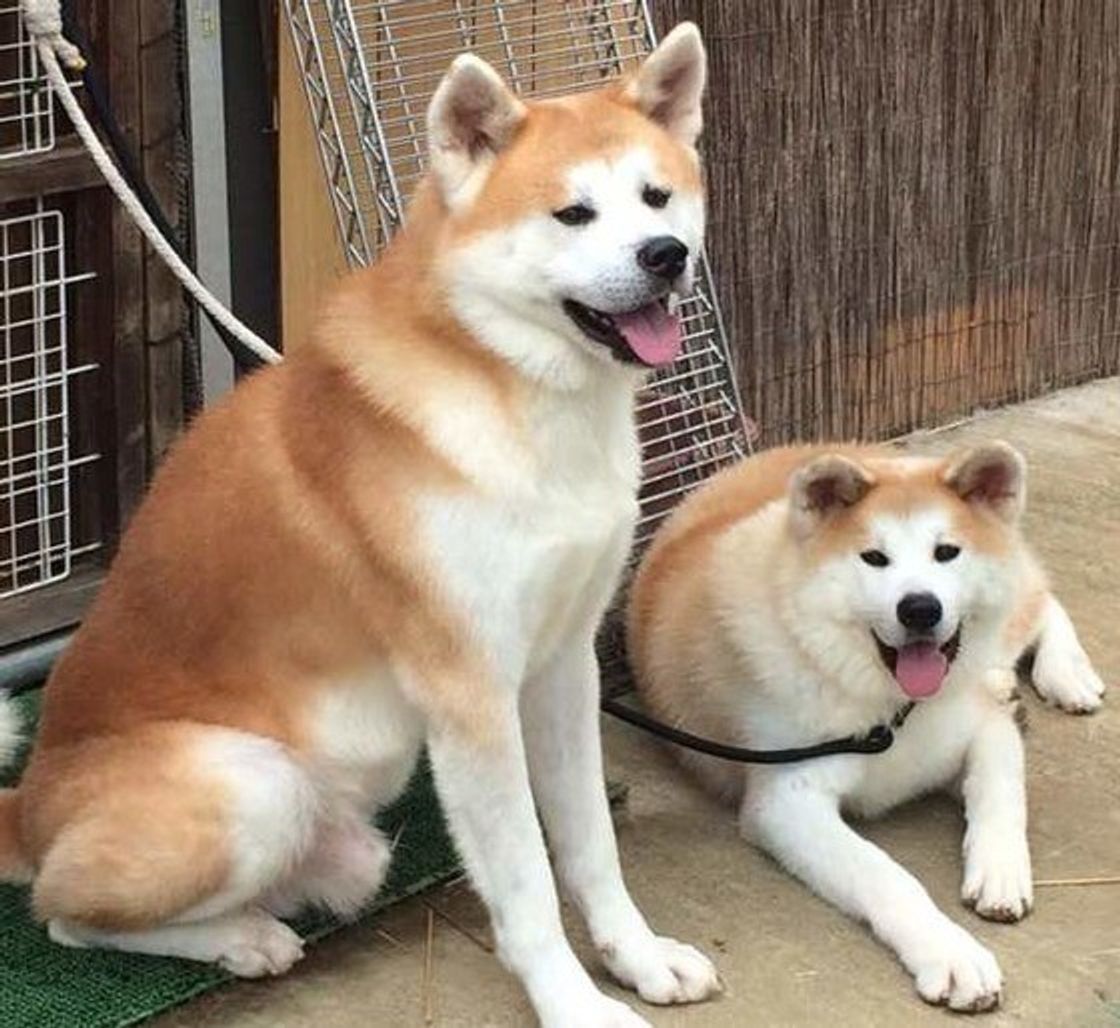 獣医師が解説 秋田犬の大きさは 平均体重とほかの犬との比較まで いぬのきもちweb Magazine 獣医師が解説 秋田犬の大きさは 平均体重とほかの犬との比較まで いぬのきもちweb Magazine