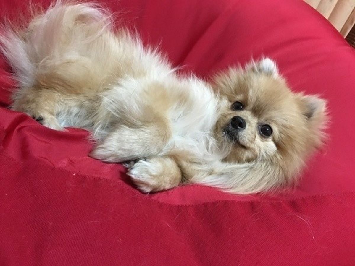 去勢したのに愛犬がマウンティングをやめない その理由と解決法とは いぬのきもちweb Magazine 去勢したのに愛犬がマウンティングをやめない その理由と解決法とは いぬのきもちweb Magazine