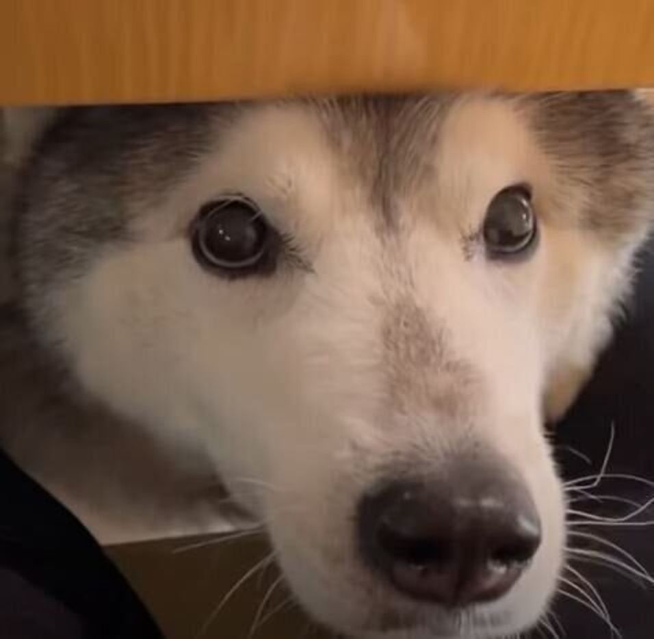 おこぼれハンターのハスキー キラキラおめめが可愛すぎて耐えられない いぬのきもちweb Magazine おこぼれハンターのハスキー キラキラおめめが可愛すぎて耐えられない いぬのきもちweb Magazine