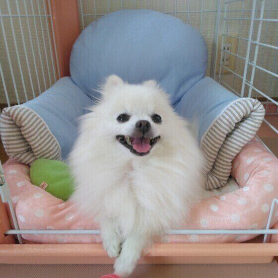 お気に入りのベッドでニコニコのポメラニアン