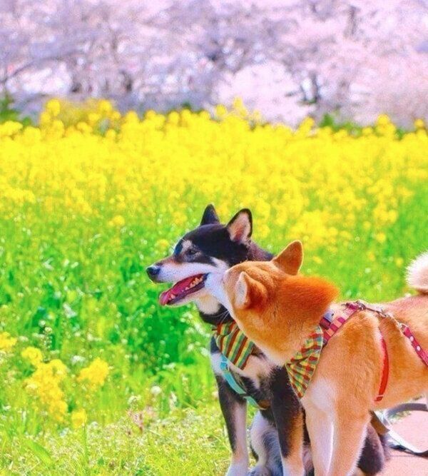 お出かけを楽しむゆりあちゃん、けんしろうくん