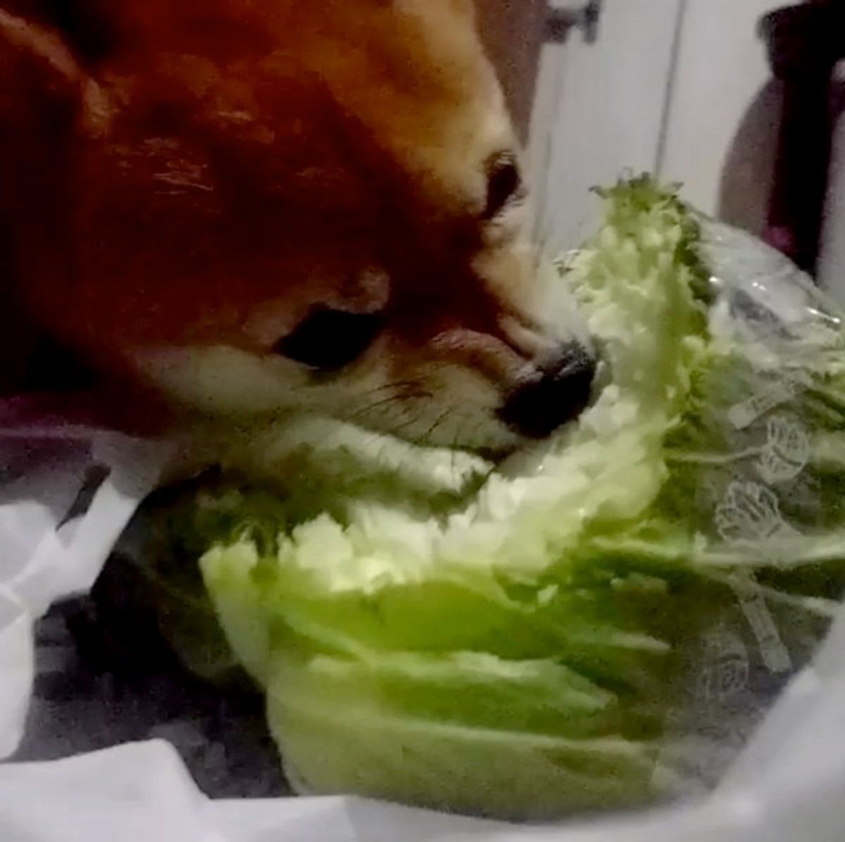 キッチンから聞こえる不審な物音 柴犬のまさかの姿にビックリ ゚d゚ノ ノ いぬのきもちweb Magazine キッチンから聞こえる不審な物音 柴犬のまさかの姿にビックリ ゚d゚ノ ノ いぬのきもちweb Magazine