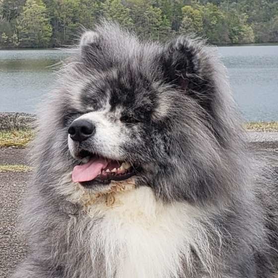 お散歩する秋田犬