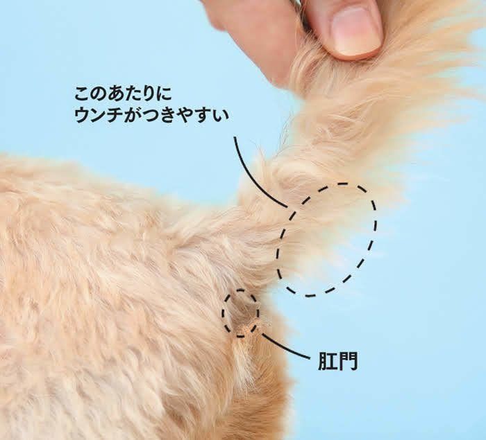 しっぽを拭くのも忘れずに