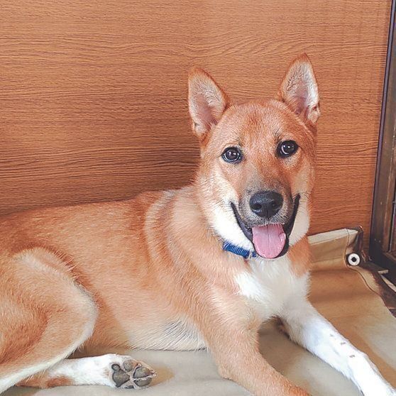 Ｉさん家の大和くんは、前回の記事で紹介した小鉄くんの兄弟犬。たまにシェルターに会いに行くそう
