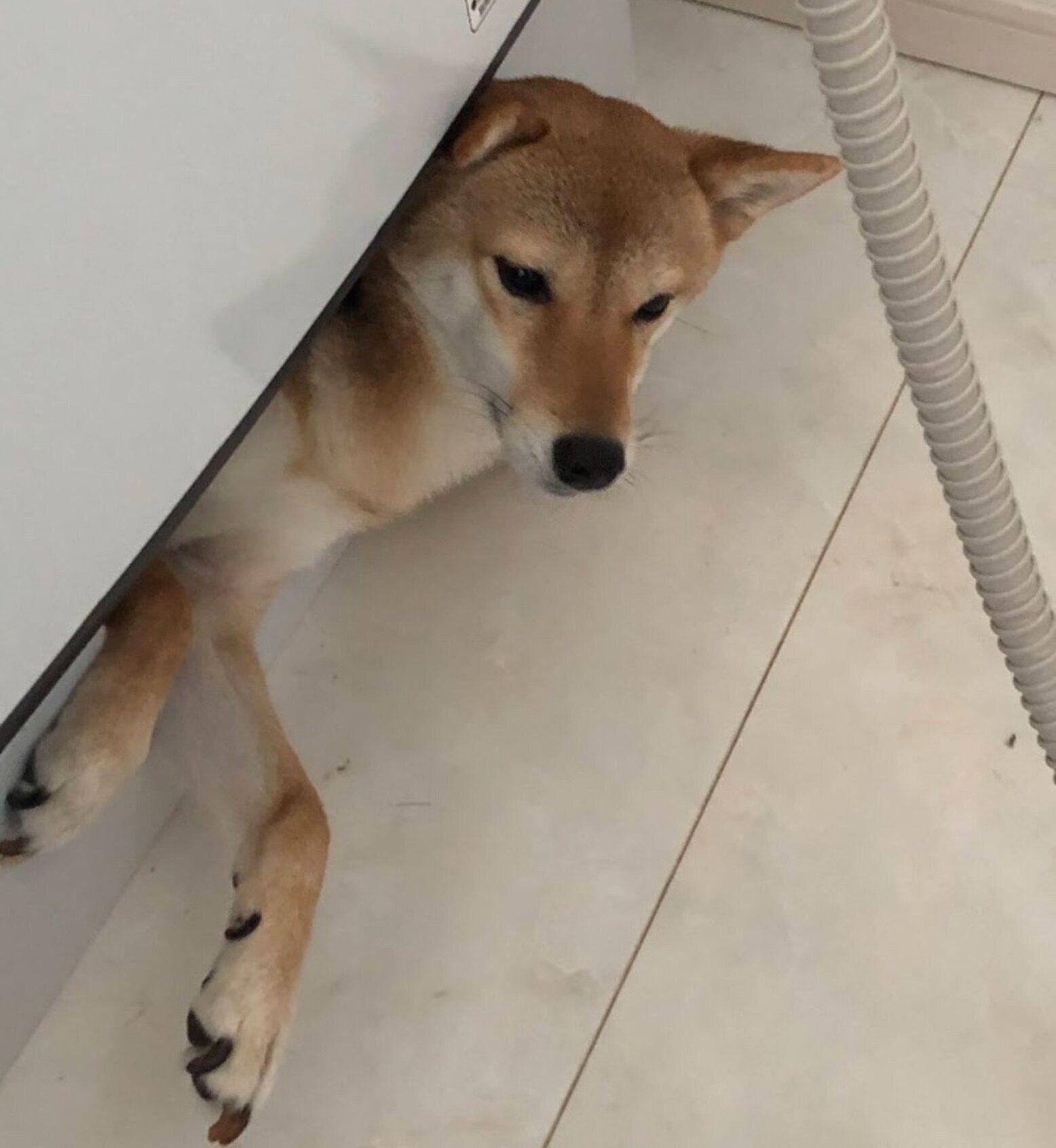 洗濯機の下に入り込むもなかちゃん