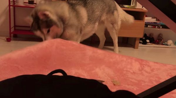 絨毯で遊ぶシベリアン・ハスキー